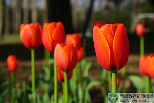 �������㡱����Tulip.com����������������Tatta.com�rֵ50�f��